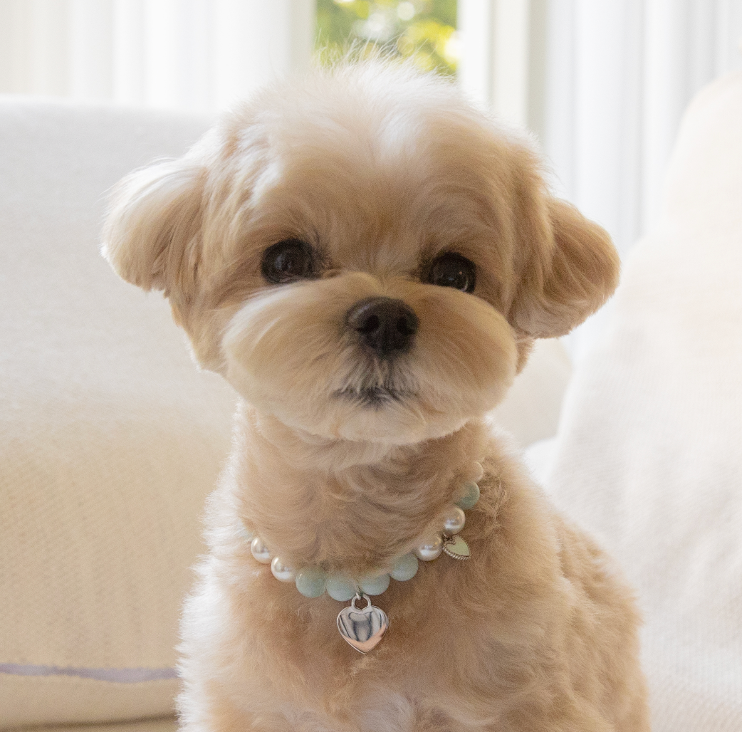 Natural gemstone and swarovski pearl name tag necklace(Pet)