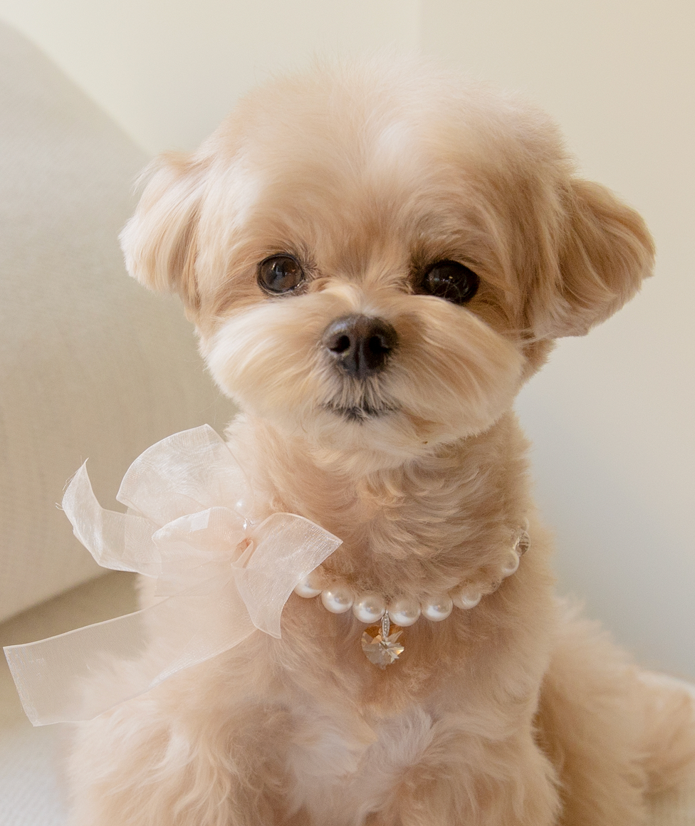 Lovely Apricot Nametag Necklace (Pet)